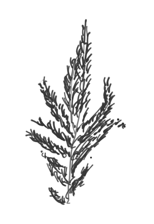 Norway Spruce Branch Sketch