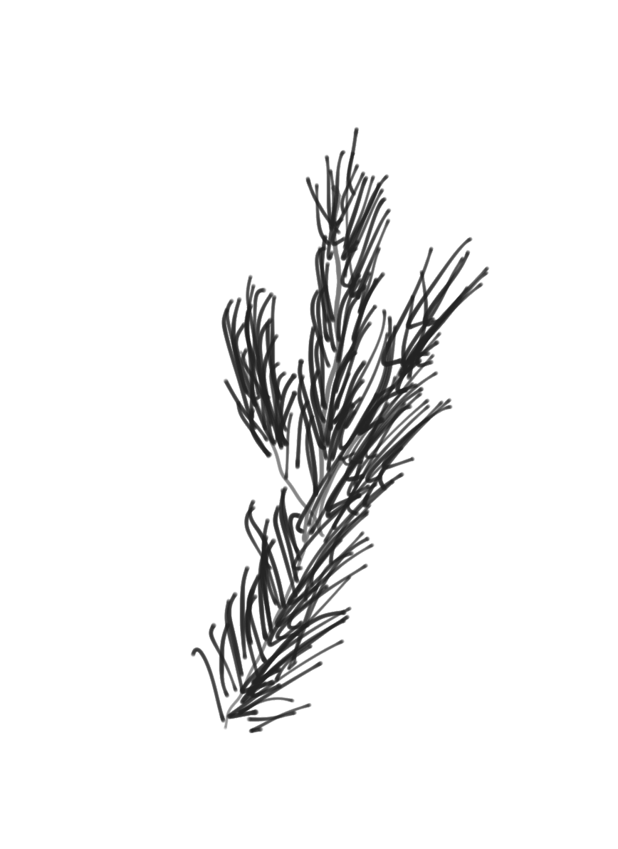Branch of a Scotch Pine