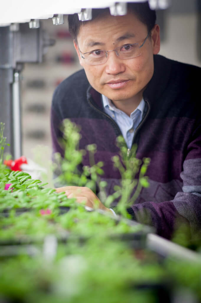 Dr. Jian-Kang Zhu with several plants in the lab