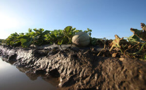Melon in a flooded field