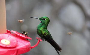 Hummingbird and bees at hummingbird feeder