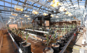 Plants in a phenotyping greenhouse on a conveyor belt