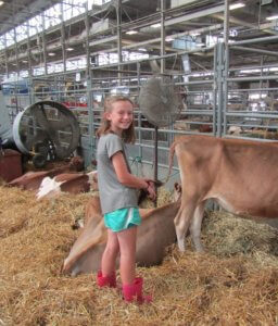 Girl in barn with calves
