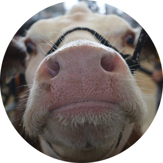 Front view of a cow's face