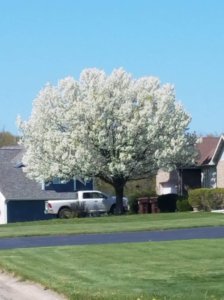 Tree Blooming