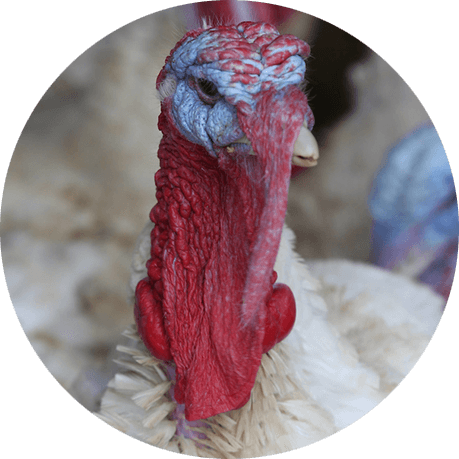 Front view of a turkey