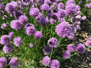 Bee on chives
