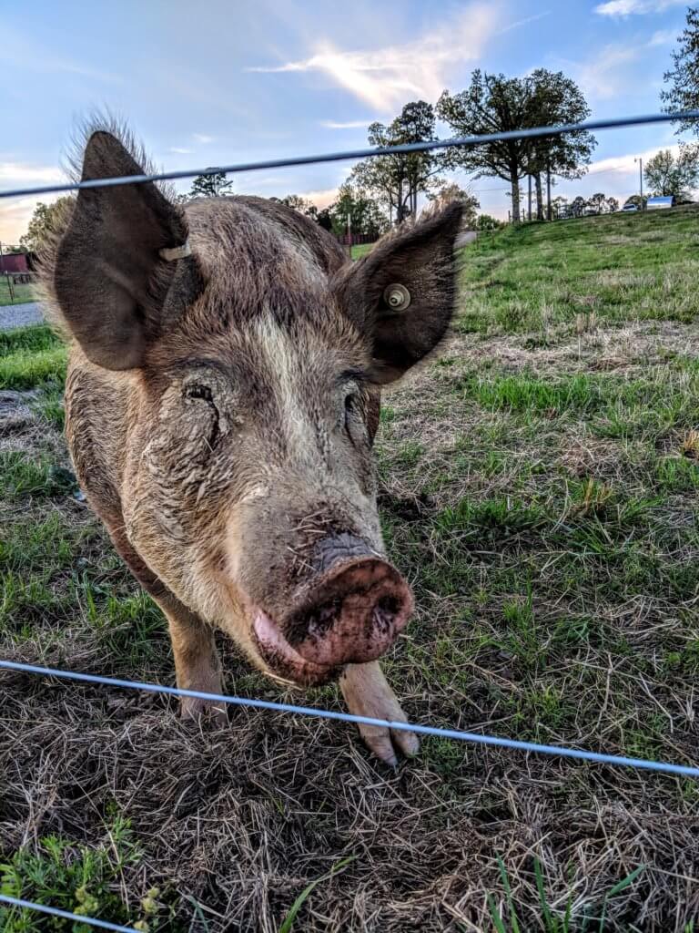 A pig at Heifer Ranch in Perryville, AR. 