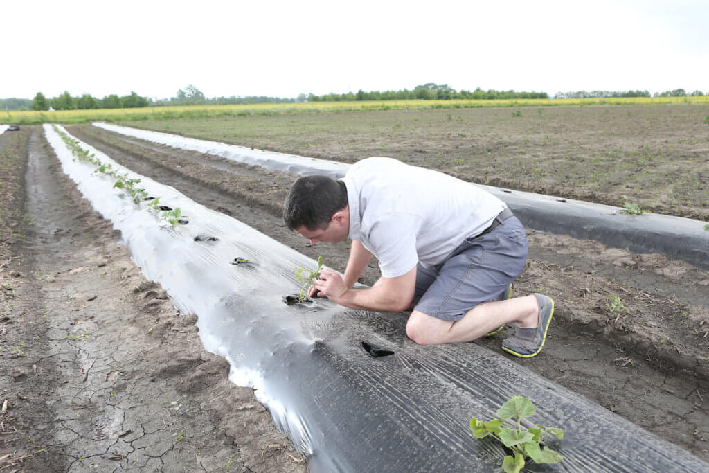 Ian Kaplan working in a field with plants
