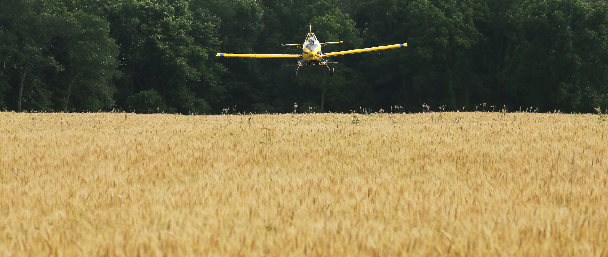 Pilot flies well below the treeline, preparing to drop a load of soybeans on Kyle Blaydes’ wheat field in Montgomery County.