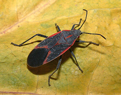 Boxelder bugs are often mistaken for kissing bugs. Photo Credit: John Obermeyer for
Purdue Univeristy.