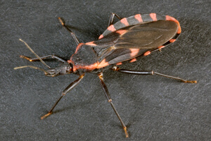 Photo of a kissing bug, which has a flat, cup-shapped abdoment. 
Photo credit: Photo Credit:James Gathany for Center for Disease Control and Prevention