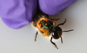 Bee with RFID and a gloved hand
