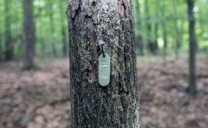 Marked tree in the woods
