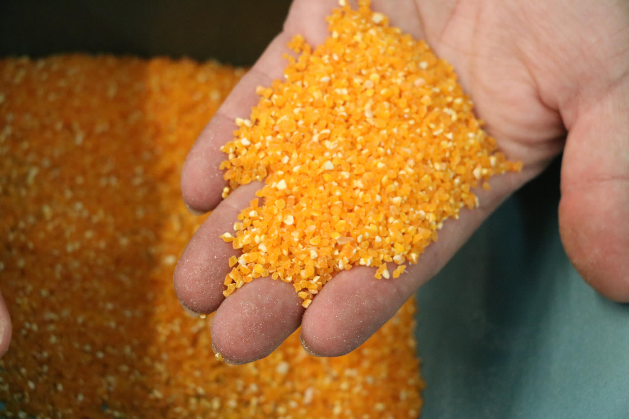 Orange Corn that has been milled on equipment at the Indiana Corn and Soybean Innovation Center. 