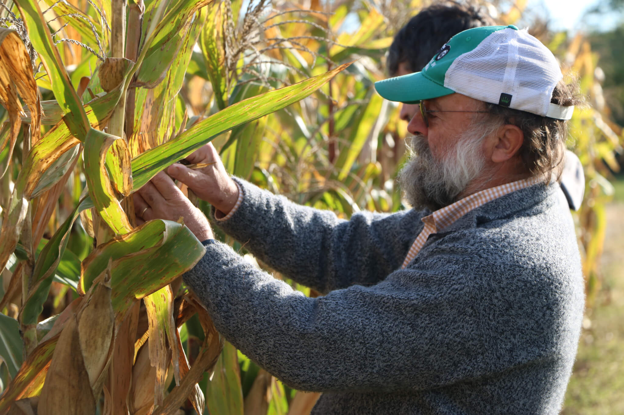 Torbert Rocheford harvests Orange Corn at ACRE. Photos by Lauren Coghlan. 