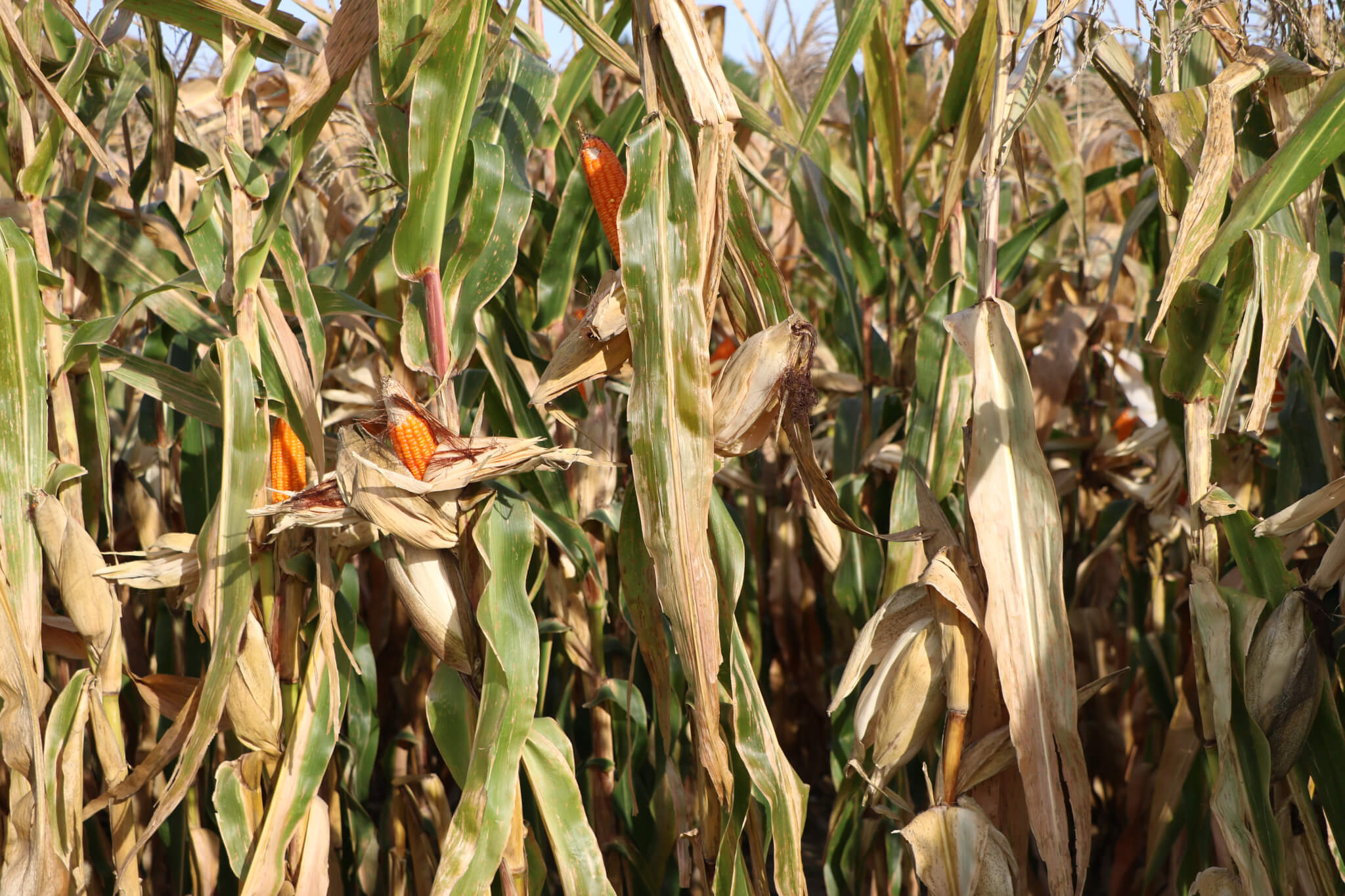 Orange Corn growing at Agronomy Center for Research and Education. Photo by Lauren Coghlan.