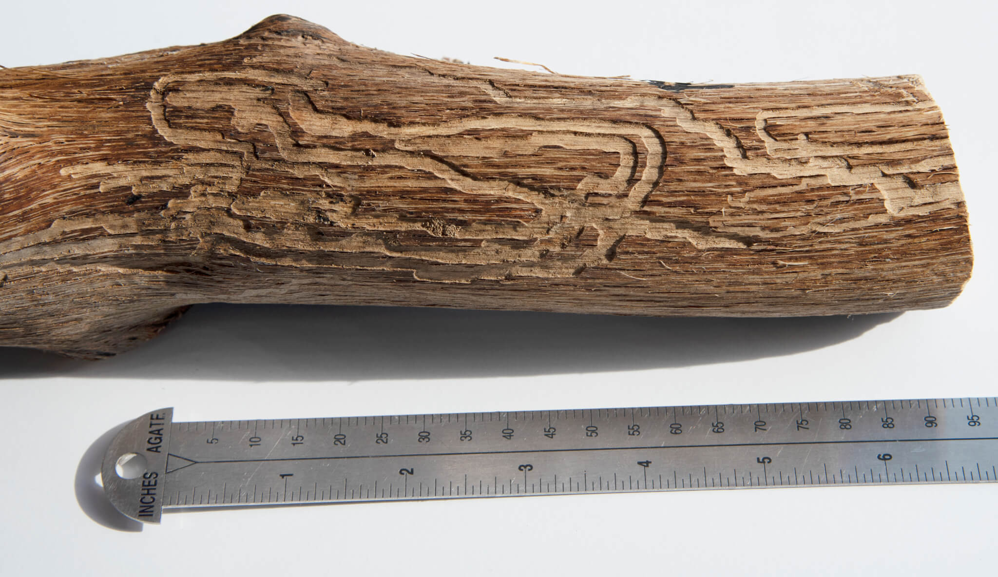 pigula branch measured