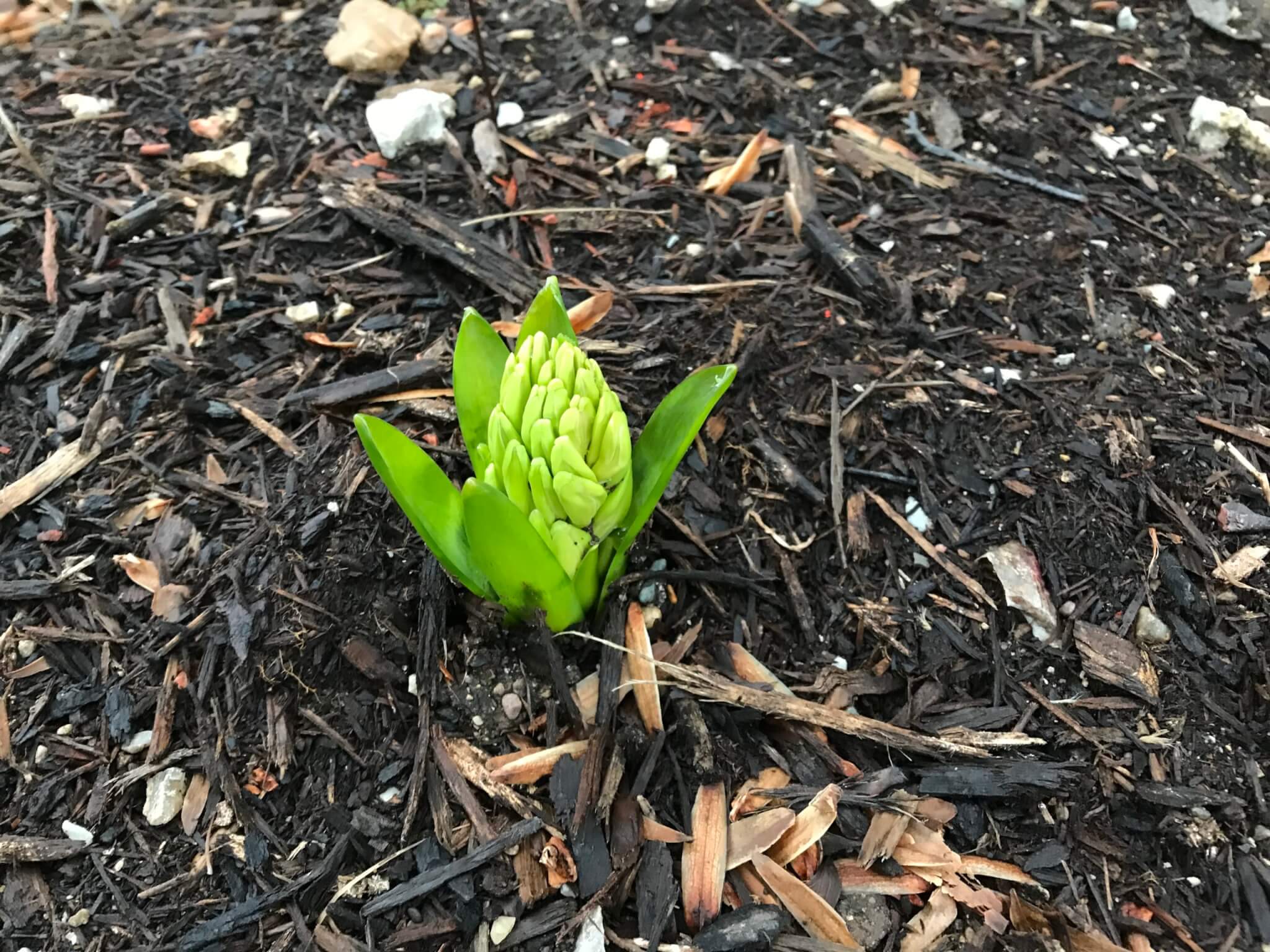 Hyacinth bulb with leaves