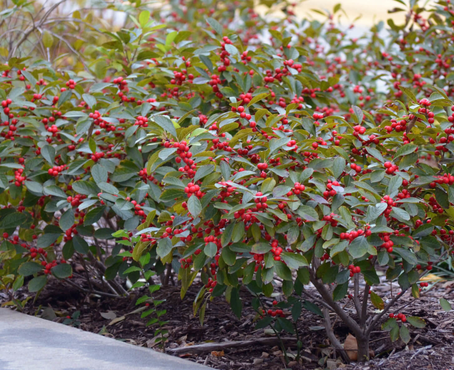 Winterberry Deciduous Holly