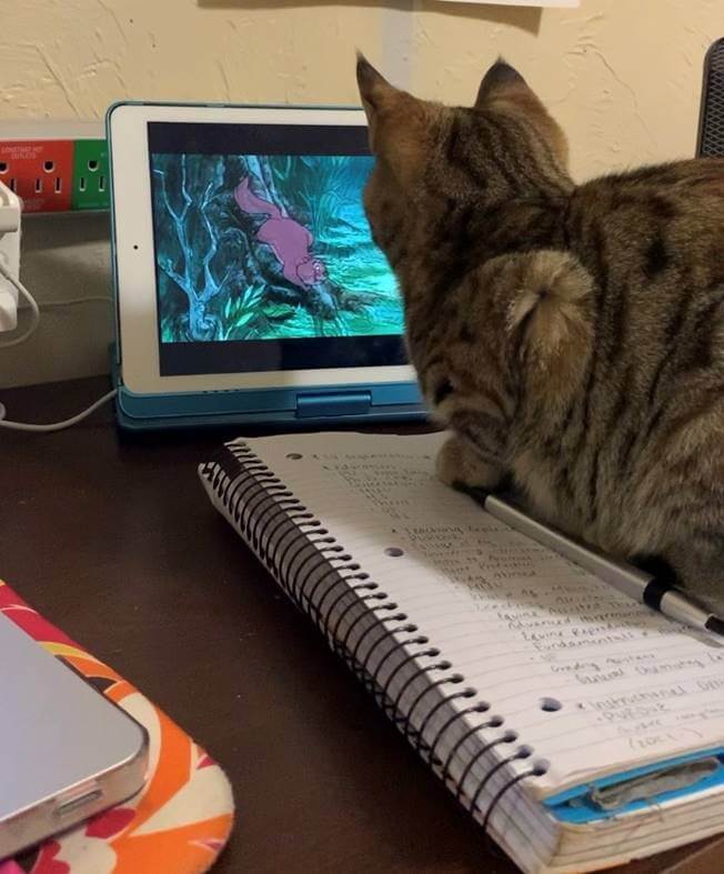 Chloe Wire's cat watches a movie
