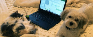 Cat and dog with remote worker during coronavirus pandemic