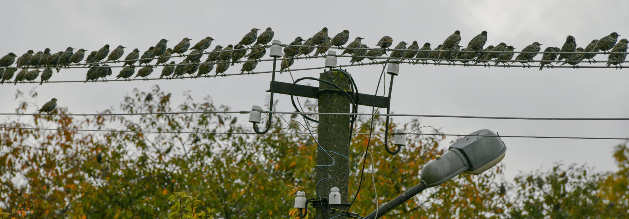 Starling on a power line