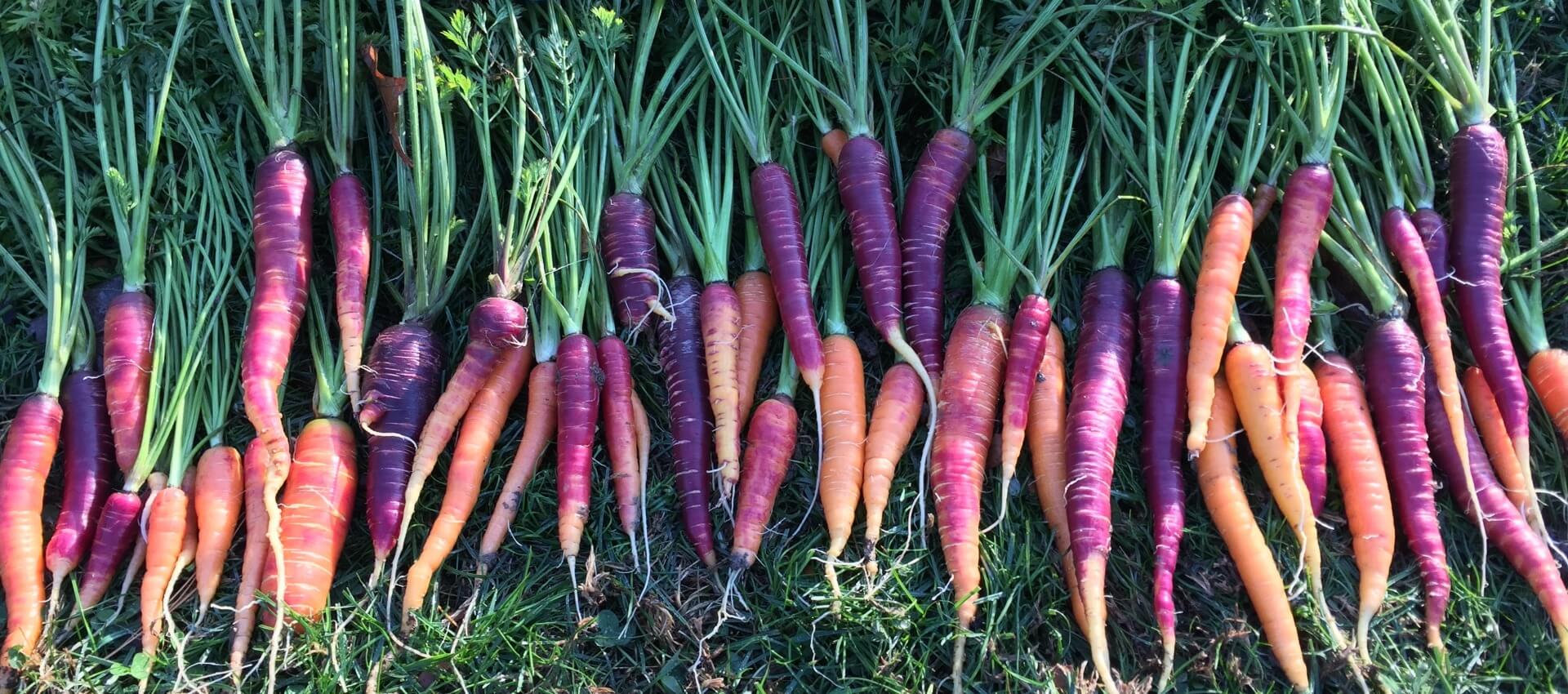 Soil Microbiome Can Improve Carrot Resistance To Deadly Fungus News