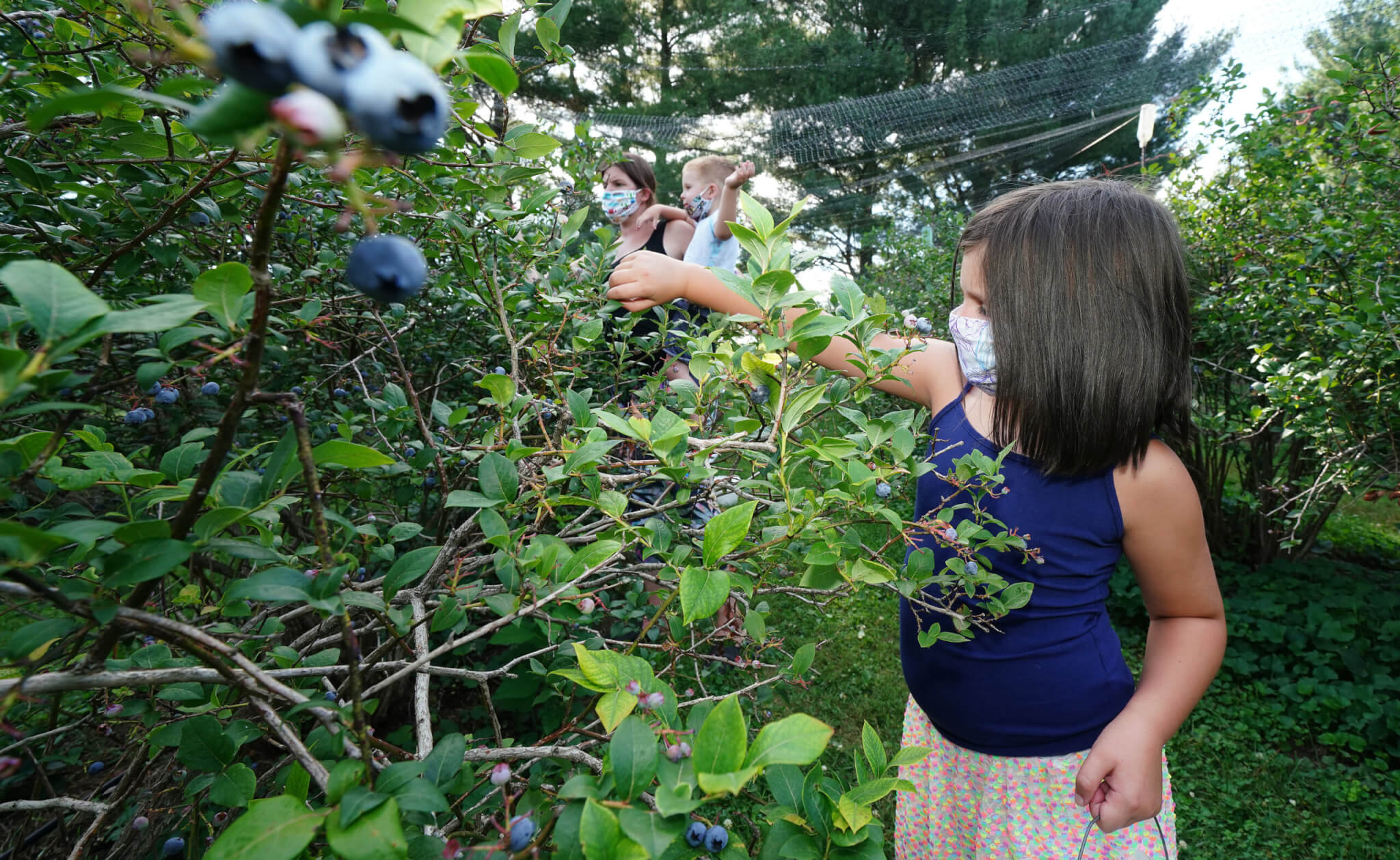 Family Picking blueberries