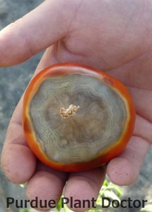 Blossom-end rot on tomato fruit