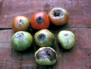 Variable symptoms of blossom-end rot on tomato 