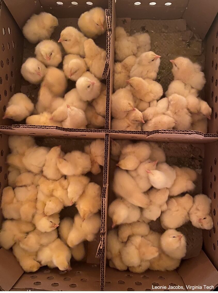Top view of chicks in a transit box. 