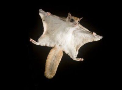 Unexpected Plants and Animals of Indiana: Southern flying squirrel ...