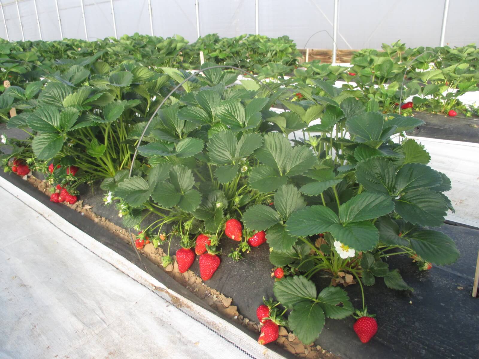 Strawberries growing in a high tunnel production system.