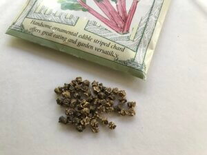 Swiss chard seed 