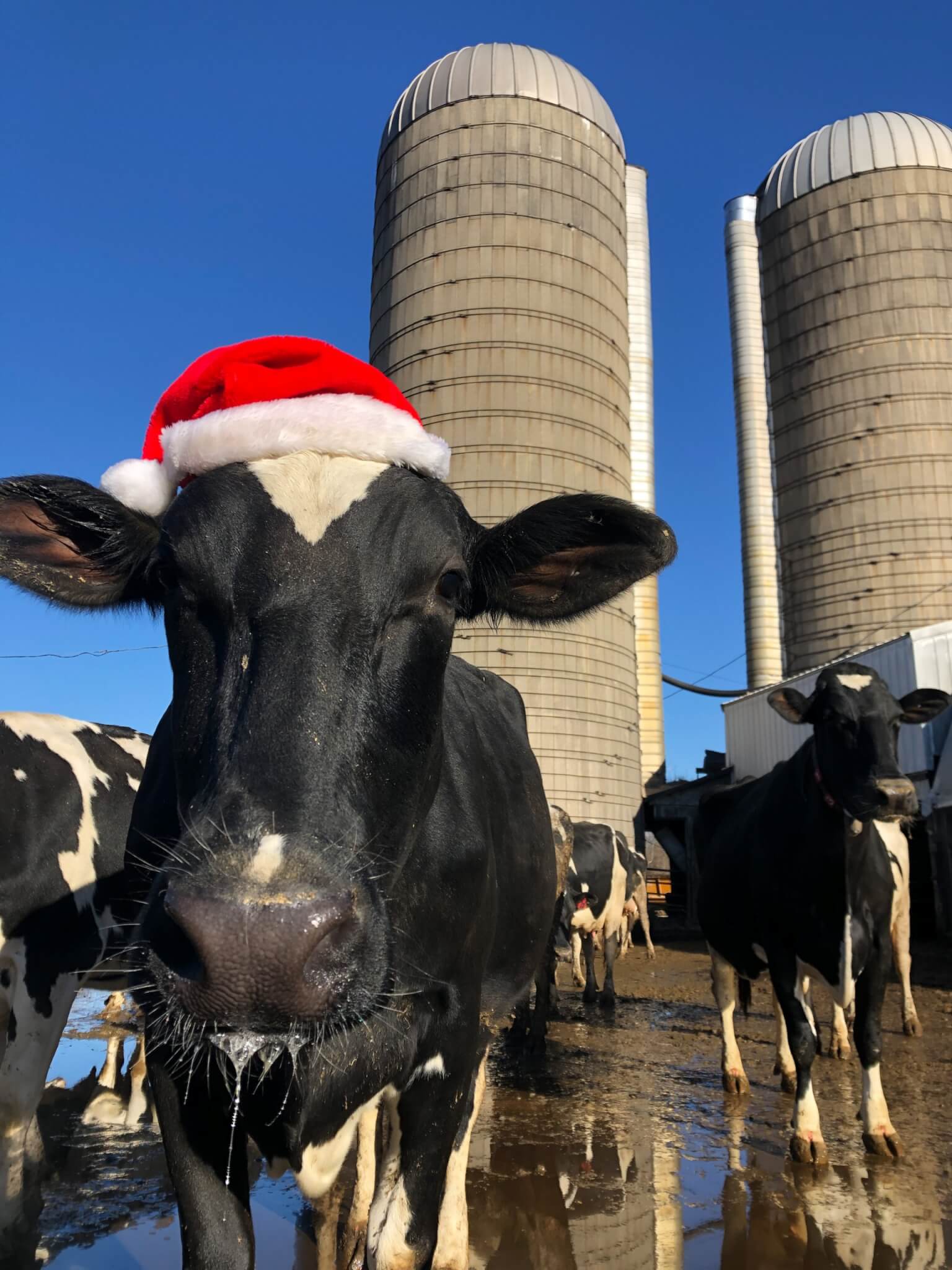 Cow with Santa hat