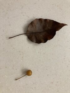 Callery pear leaf and fruit