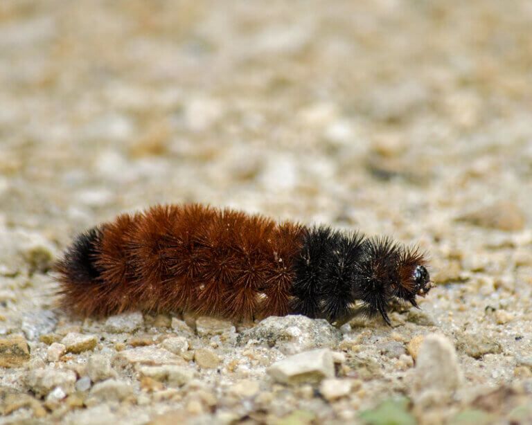 download wooly caterpillar winter