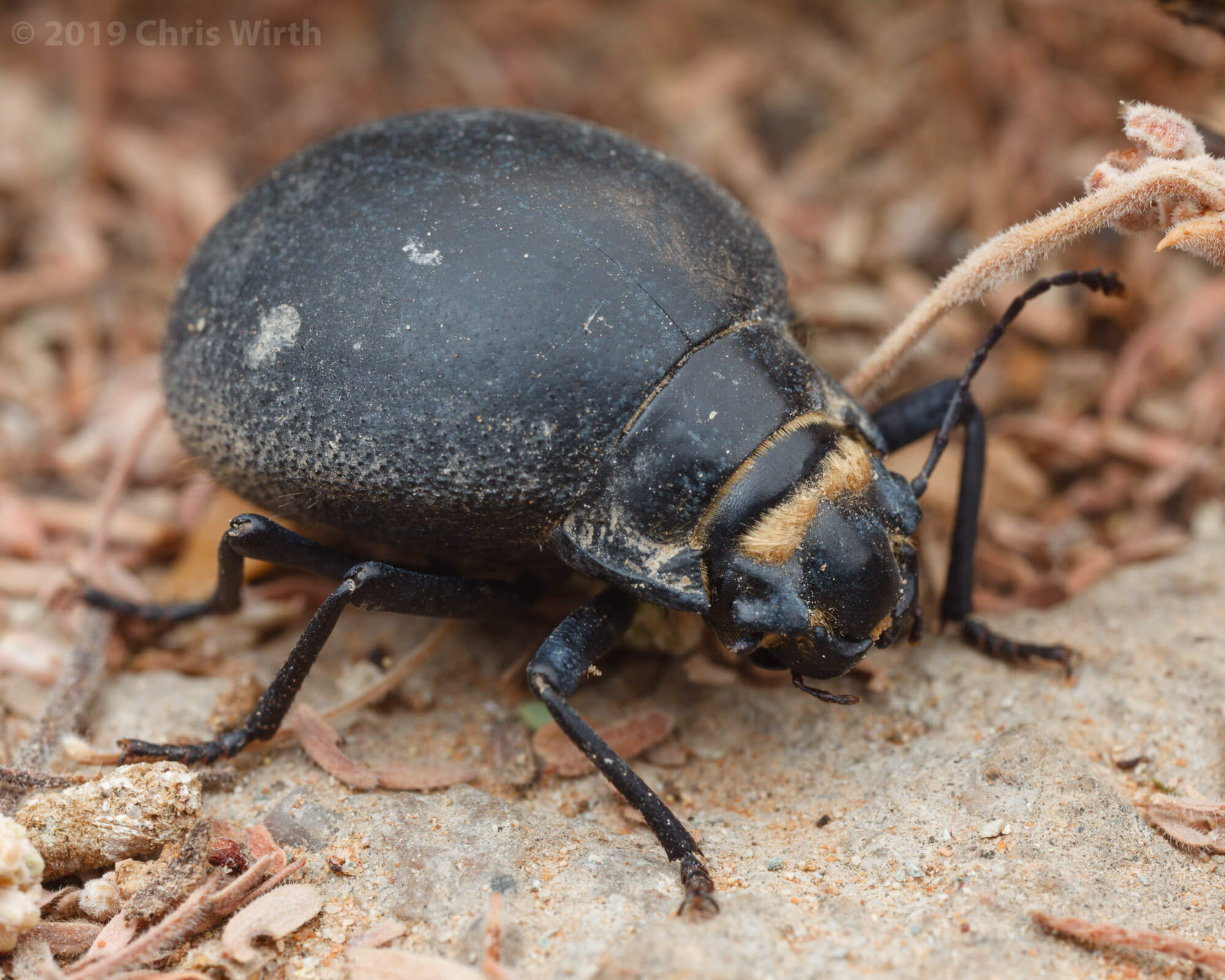 The Tenebrionidae beetle, found in southern Africa, has a super hard exterior that keeps it safe from predators. (Photo provided by Chris Wirth)