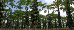 Row of papaya trees