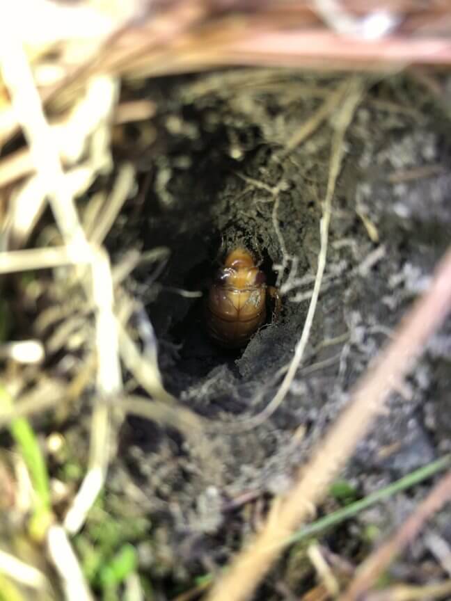 Cicada nymph in a hole