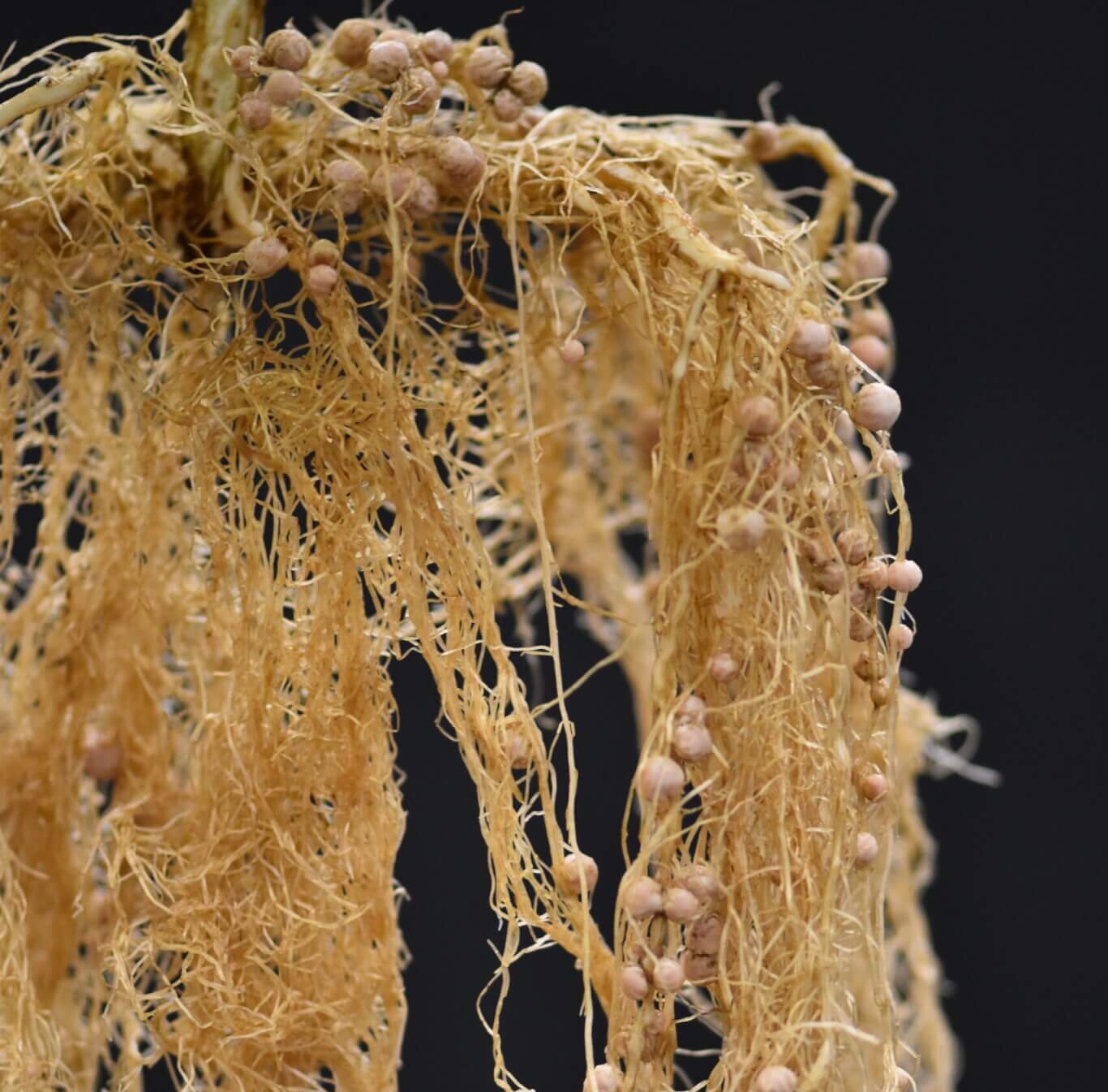 Soybean root nodules
