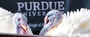 Turkeys on campus