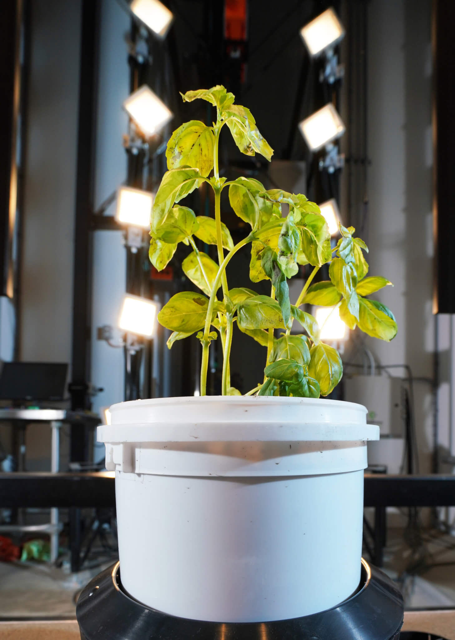 A basil plant takes a turn in the hyperspectral imaging tool at Purdue’s Ag Alumni Seed Phenotyping Facility. The technology is sensitive to changes within plants that are not detectable to the human eye. (Purdue University photo/Tom Campbell)