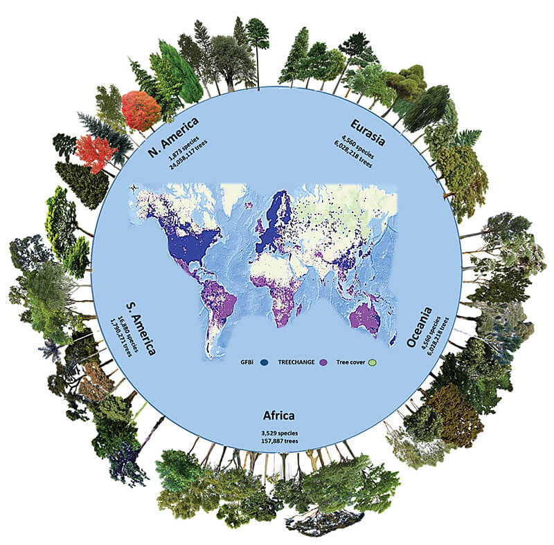 The number of tree species and individuals per continent in the GFBI database. (Purdue University image/courtesy of Jingjing Liang)