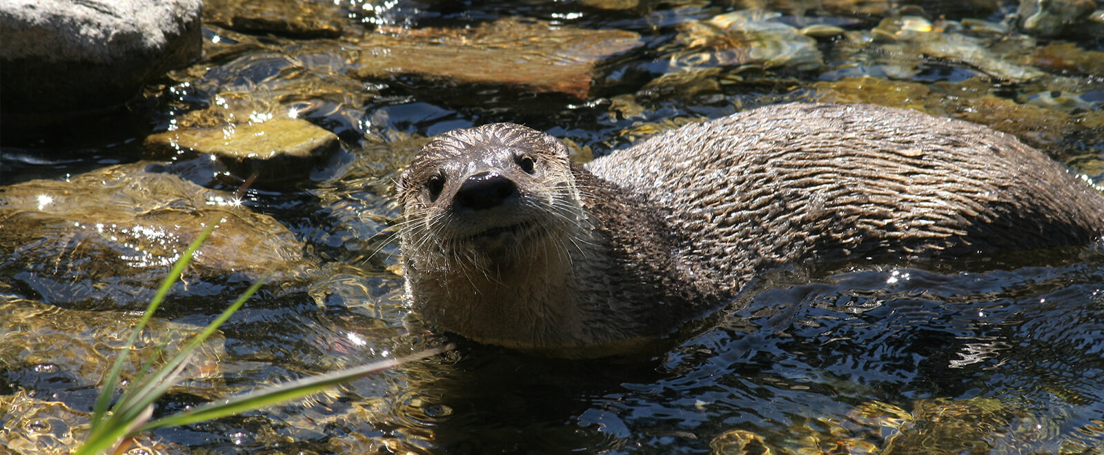 Unexpected Plants and Animals of Indiana: North American River Otter – News  & Stories