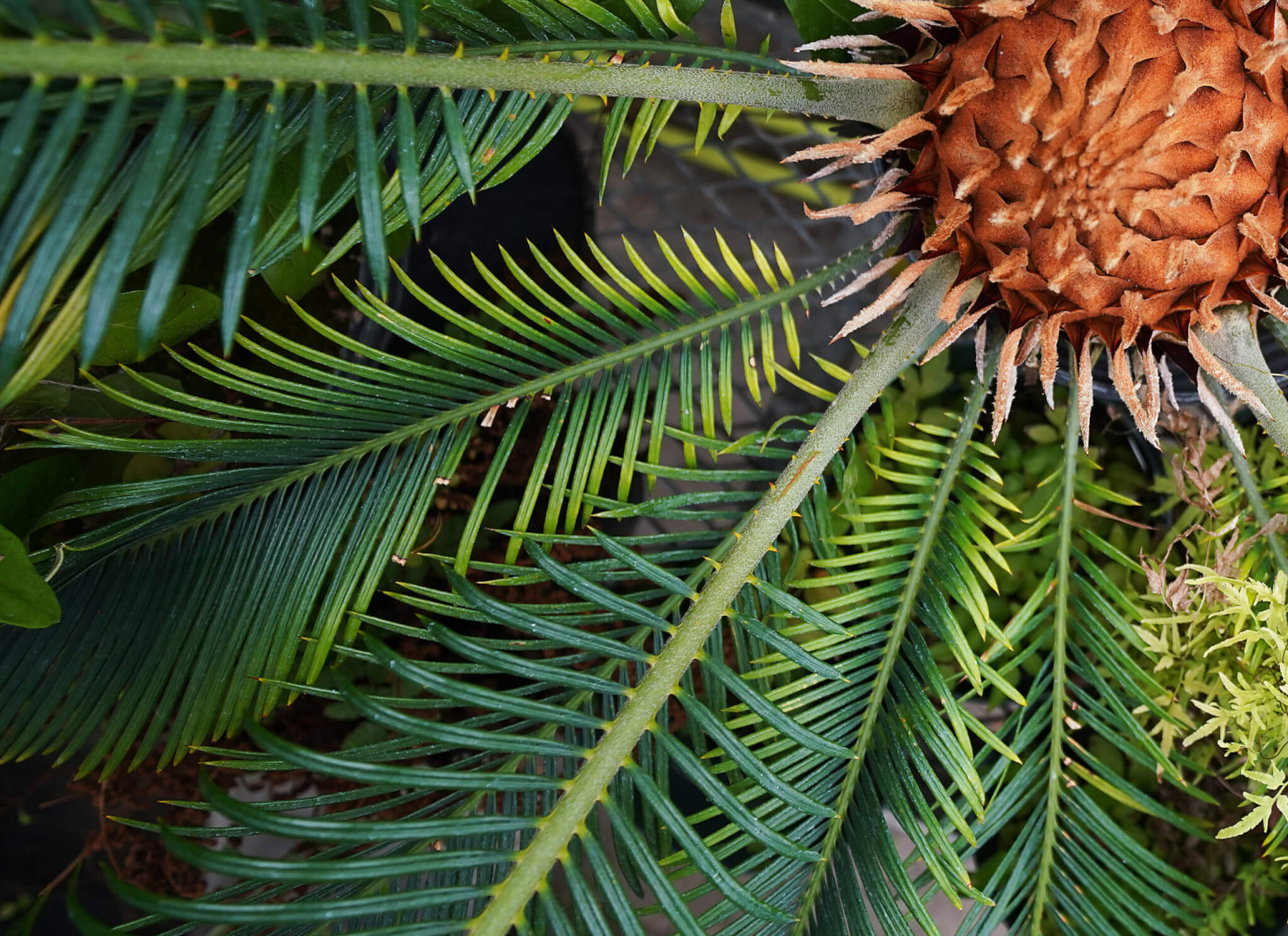 The trunk and leaves of Cycas revoluta, a native of Japan and a distant relative of conifers. The cycads have largely remained unchanged for 280 million years. (Purdue University photo/Tom Campbell)