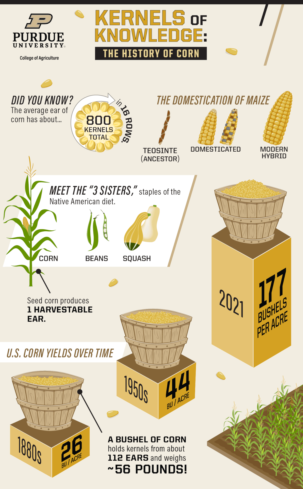 corn infographic