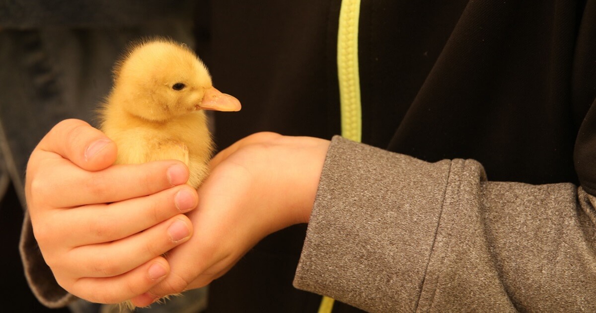 baby chick in person's hand