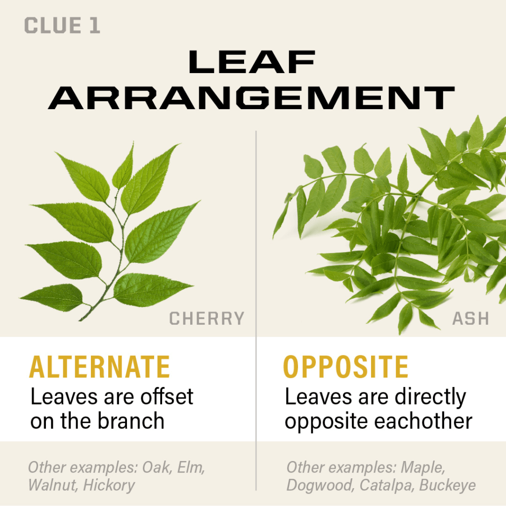 leaf arrangement graphic